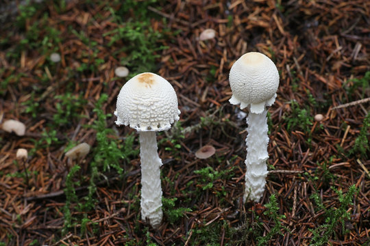 Lepiota clypeolaria, known as the shield dapperling or the shaggy-stalked Lepiota, poisonous mushrooms from Finland