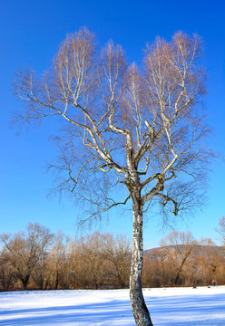  View of bearch tree in sunny winter day