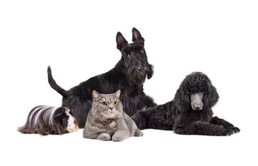 Group of different pets