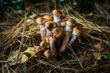 Wild honey fungus (Armillaria mellea) mushrooms in the forest. Selective focus. Shallow depth of field.