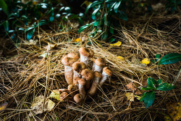 Wild honey fungus (Armillaria mellea) mushrooms in the forest. Selective focus. Shallow depth of field.