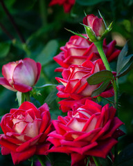 Fresh garden of pink roses. Natural bouquet closeup, background of red roses.