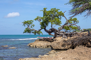 Old gnarled tree on the coast at Treasure Beach, jamaica