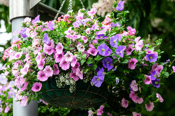 Large group of Petunia axillaris light pink and purple flowers in a pot, with blurred background in a garden in a sunny spring day