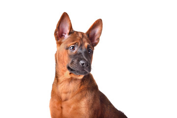 Portrait of Thai Ridgeback puppy