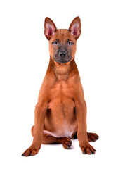 Cute thai Ridgeback puppy