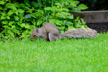 One small squirrel looking for food in green grass in a summer day in park 