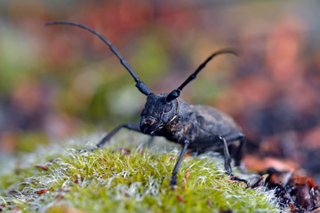 Beetle Morimus asper funereus, Greece