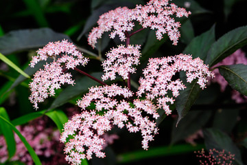 Delicate small pink flowers and purple leaves of Sambucus Black Beauty tree, known as elder or...