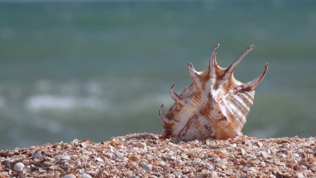 Seashell close up. Big shell is laying on the sand by the sea on the sunny day.