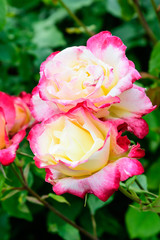 Close up of two large and delicate vivid pink and white roses in full bloom in a summer garden, in direct sunlight, with blurred green leaves in the background