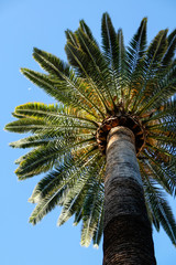 Looking up the trunk off a palm tree
