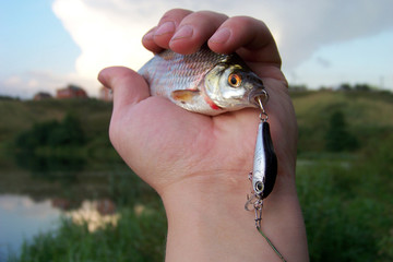 Roach fishing on the river.