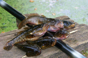 Summer fishing on the lake, Perccottus glenii
