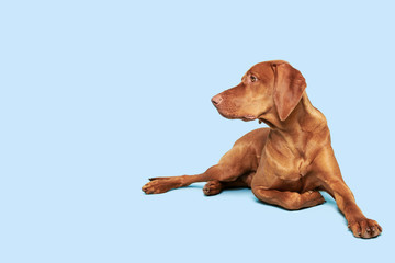 Beautiful hungarian vizsla dog full body studio portrait. Dog lying down and looking to the side...