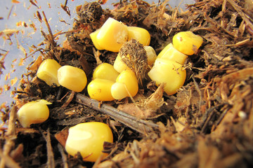 Summer fishing for carp on the lake