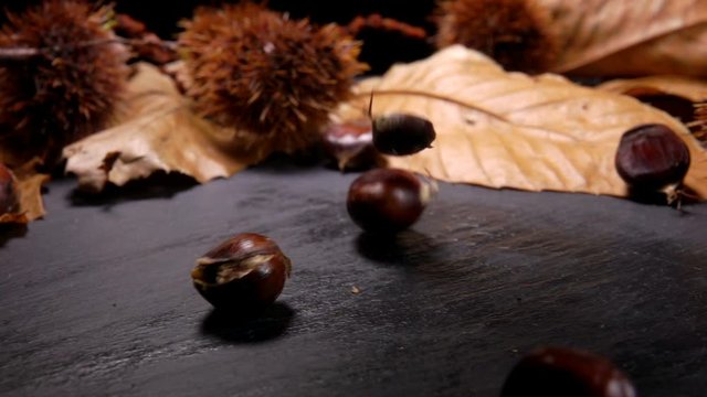 Ripe chestnuts falling on black surface on the background of chestnut leafes and shells