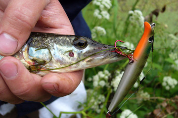 Summer fishing, pike fishing, spinning on the lake