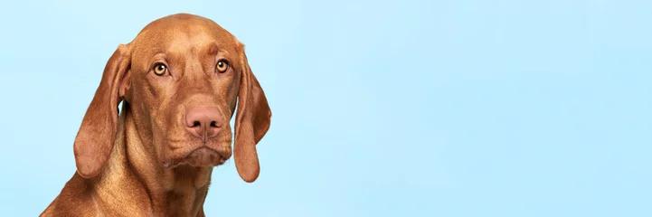 Gartenposter Nettes ungarisches Vizsla-Hundestudioporträt. Hund, der den Kamerakopfschuss über blauem Hintergrundfahne betrachtet. © andreaobzerova