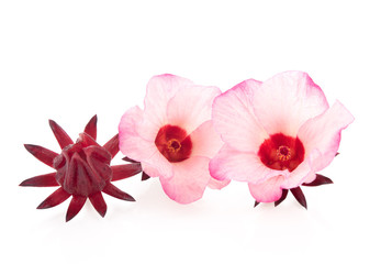 fresh Okra leaf with flower isolated on white background