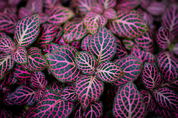 green and pink leaves close up in the detail