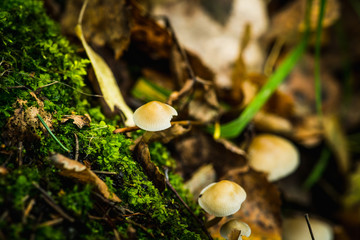 Beautiful mushrooms in the forest. Selective focus. Shallow depth of field.