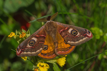 21.04.2019 DE, NRW, Leverkusen Kleines Nachtpfauenauge Saturnia pavonia (LINNAEUS, 1758)