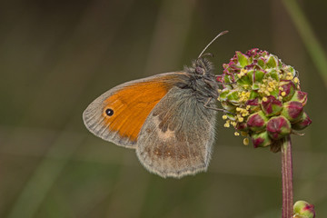 23.04.2019 DE, NRW, Bad Münstereifel Kleines Wiesenvögelchen Coenonympha pamphilus (LINNAEUS, 1758)