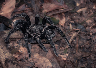 Amazon Tarantula 