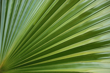 Obraz premium Green Leaf Background With Beautiful Stripes Lines