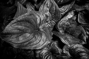 leaves close up in black and white