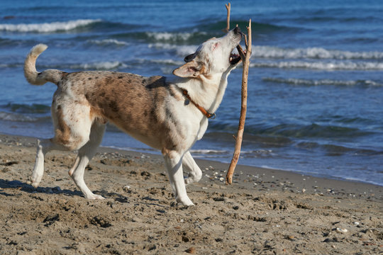Dog plays with stick on the beach. Italian breed dog called "Pastore d'Oropa" with light blue eyes.