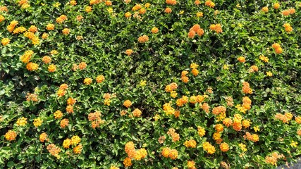 Tropical yellow flowers Lantana with green leaves, Cyprus