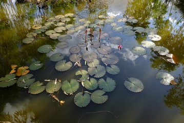 water lily in pond