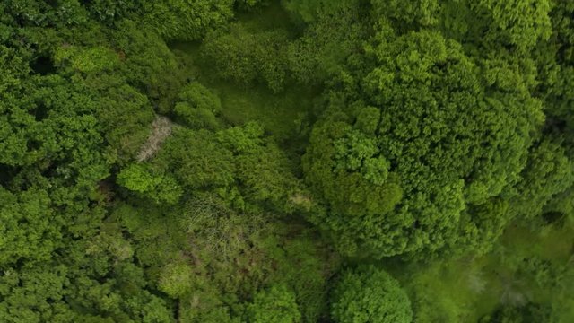 新緑の草木