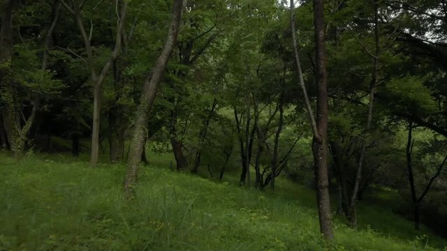 新緑の草木