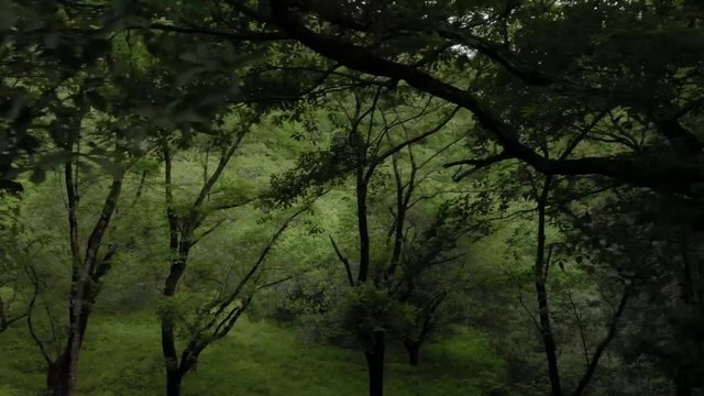 新緑の草木