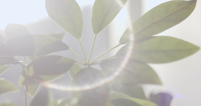 Houseplant dwarf umbrella tree macro overview