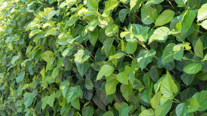 Fototapeta na wymiar background. Close up of green leaves, Cyprus