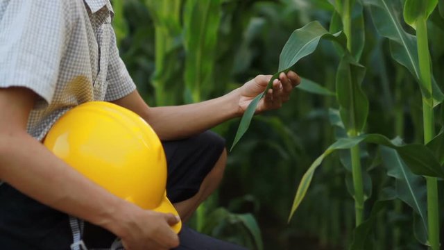 Sustainable development, Young engineer examing corn leaf to analyze an impact of industry pollution around cultivate area.