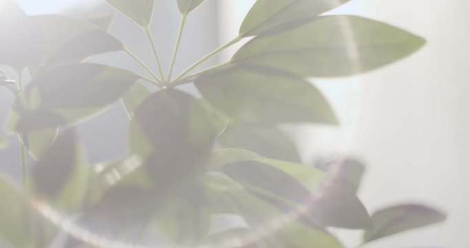 Houseplant dwarf umbrella tree macro overview
