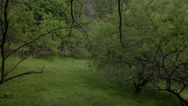 新緑の草木