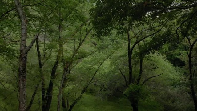 新緑の草木