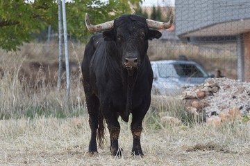 bull in field