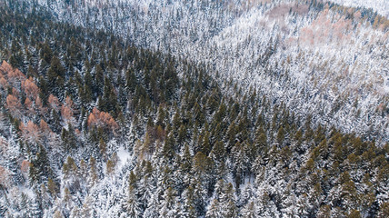 Woodlands on Hills Covered in Fresh Snow. Aerial Drone View