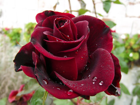 Dark Red Rose