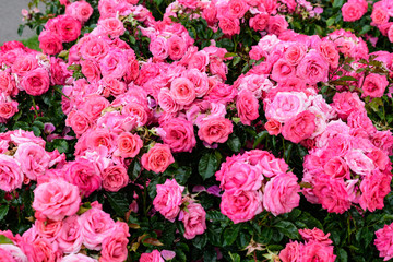 Large green bush with fresh vivid pink roses and green leaves in a garden in a sunny summer day, beautiful outdoor floral background photographed with soft focus