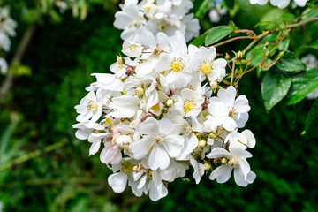 Large green bush with fresh delicate white roses and green leaves in a garden in a sunny summer day, beautiful outdoor floral background