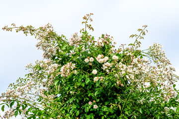 Large green bush with fresh delicate white roses and green leaves in a garden in a sunny summer day, beautiful outdoor floral background