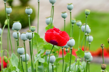 Close up of one red poppy flower and many raw green capsules in a sunny summer garden, beautiful outdoor floral background photographed with soft focus